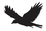 Flying Bird